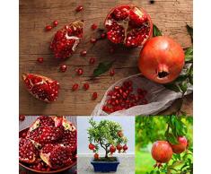 Keptei Samenhaus- Granatapfelbaum Samen Punica Granatum Zwerg Granatäpfel Seed Zierbaum Bonsai winterhart mehrjährig für Garten usw (20)