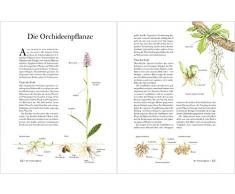 Wunderschöne Orchideen Europas