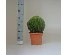 verschiedener Buchsbaum Buchsbaum Pflanzen im Topf Buxus (Kugel Ø 35 cm)