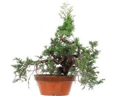 Chinesischer Wacholder Shimpaku, Prebonsai, 15 Jahre, 48cm