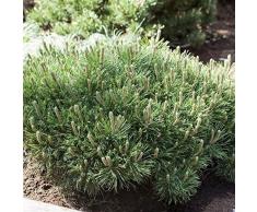 Zwerg Kiefer Pinus mugo Pumilio Ziergehölz als Kübel oder Beetpflanze - Topf gewachsen