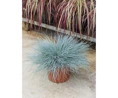 Bärenfellgras, ca. 55 cm, Balkonpflanze wenig Wasser, Terrassenpflanze sonnig, Kübelpflanze Südbalkon, Festuca glauca intense blue, im Topf