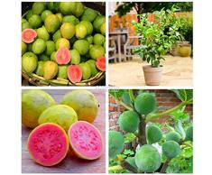 Aimado Samen 30 Stück Bio-Feigen Samen Selten Feigenbaum Obstpflanzen Frucht-Feige mehrjährig winterhart Obst Saatgut für Balkon, Garten