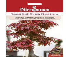 Bonsai Rotblättriger Fächerahorn, Acer palmatum atrpurpureum, ca. 10 Samen