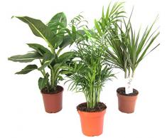 Dominik Blumen und Pflanzen, Zimmerpflanzen Set aus 1x Diefenbachie, 1x Zimmerpalme und 1x Drachenbaum (Dracaena marginata), 10-12 cm Topf