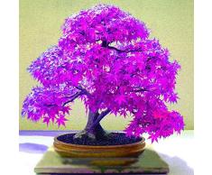 Tomasa Samenhaus- Lila Ahorn Samen Japanischer Fächerahorn Bonsai winterhart mehrjährig Pflanzensamen Ahornbonsai Garten Balkon Sommergrüner Freilandbonsai