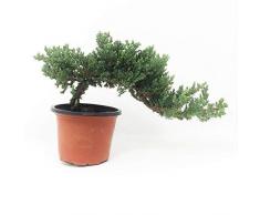 FERRY Bio-Saatgut Nicht nur Pflanzen: Sml Windswept Juniper Pre-Bonsai