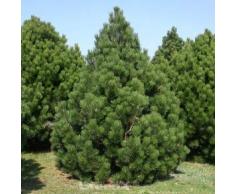 Bosnische Zwergkiefer Malinki 25-30cm - Pinus leucodermis