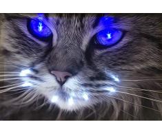 Samarkand - Lights LED Bild Leuchtbild 65 cm x 45 cm Bilder Tiere Katze Wandbild