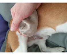 INT 12736 Massagekissen mit Bernsteingranulat gefüllt f. Hund und Katze