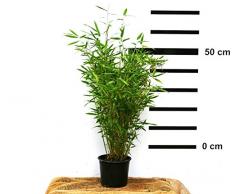 Bambus Fargesia Jumbo winterhart, hortsig und schnell-wachsend, ideal als Sichtschutz, keine Wurzelausläufer (40/60 cm hoch)