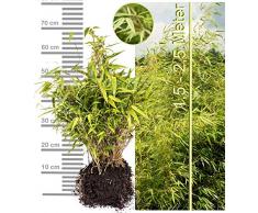 Schirmbambus Fargesia rufa in extrastarker Solitärqualität! Für Garten, Kübel, Trog, Beet & Terrasse; Bambus als Sichtschutz, Bambushecke in der modernen Gartengestaltung (2 Stk, Midiballen)