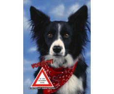 INDIGOS UG - Türschild FunSchild - SE339 DIN A4 ACHTUNG Hund BORDER COLLIE - für Käfig, Zwinger, Haustier, Tür, Tier, Aquarium - aus hochwertigem Alu-Dibond beschriftet sehr stabil