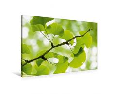 Calvendo Premium Textil-Leinwand 90 cm x 60 cm quer, Gingko biloba - der Heilige Baum | Wandbild, Bild auf Keilrahmen, Fertigbild auf echter Leinwand, Leinwanddruck Natur Natur