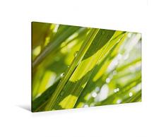 Calvendo Premium Textil-Leinwand 120 cm x 80 cm quer, EIN Motiv aus dem Kalender Bunte Blätter | Wandbild, Bild auf Keilrahmen, Fertigbild auf echter Leinwand, Leinwanddruck Natur Natur