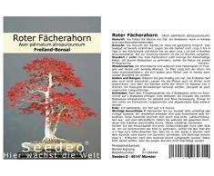 Seedeo Roter Fächerahorn (Acer palmatum atropurpureum) Bonsai 20 Samen