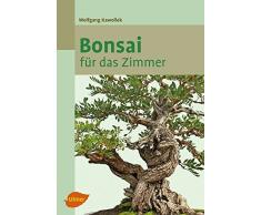 Bonsai für das Zimmer