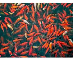 Feeling at Home LEINWANDDRUCKE-Bild-MIT-Rahmen.cm_59_X_77-Frank-Assaf-Tiere-Kunstdruck-auf-Gerahmte-Leinwand-Fülle-Asien-Karpfen-Nahaufnahm