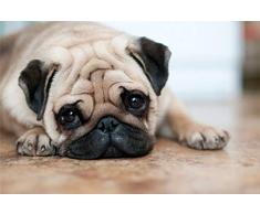 Fotografie Hund Mops XXL Wandbild Kunstdruck Foto -Poster- P1890 Größe 90 cm x 60 cm