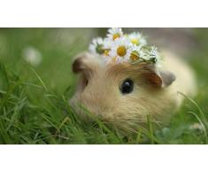 epicurism Meerschweinchen Blüht Graskranz DIY Digitale Malerei Nach Zahlen Moderne Wandkunst Ölgemälde Home Decor