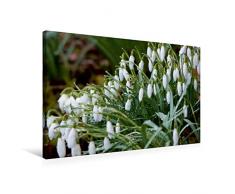 Calvendo Premium Textil-Leinwand 75 cm x 50 cm quer, Im März die ersten Schneeglöckchen | Wandbild, Bild auf Keilrahmen, Fertigbild auf echter Leinwand, Leinwanddruck Natur Natur