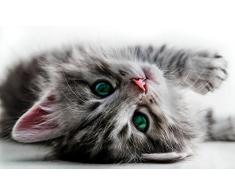 DekoShop Fototapete Vlies Tapete Moderne Wanddeko Wandtapete Katze AMD10203VEM VEM (104cm. x 70,5cm.) Tiere/Fauna