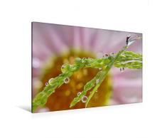 Calvendo Premium Textil-Leinwand 120 cm x 80 cm quer, Margeriten in Tropfen | Wandbild, Bild auf Keilrahmen, Fertigbild auf echter Leinwand, Leinwanddruck Natur Natur