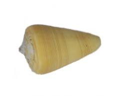 Kegelschnecke - Eichenkegel- 10 Stück / Muscheldekoration / Streudekoration / Aquariumdekoration