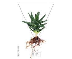 Queence | Acrylglasbild Aloe | Wandbild | Glasbild | Acrylbild | Rahmenlos | Plant Herbarium Collection | mit Aufhängesystem, Größe:60x90 cm