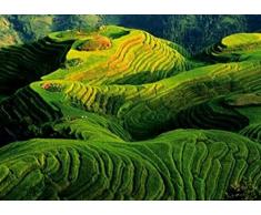 1art1 45208 Landschaften - Reisfelder, China Von Keren Su Poster Kunstdruck 70 x 50 cm