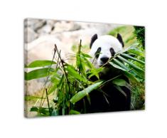 Kunstdruck - Pandabär - Bild auf Leinwand - 120 x 90 cm - Leinwandbilder - Bilder als Leinwanddruck - Wandbild von Bilderdepot24 - Tierwelten - Wildtiere - bedrohte Tiere - China