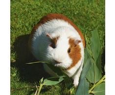 Artland Qualitätsbilder I Wandtattoo Wandsticker Wandaufkleber 50 x 50 cm Tiere Haustiere Schwein Foto Natur D0AP Orange Weißes Meerschweinchen