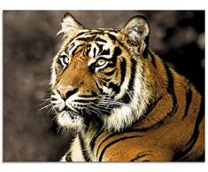 Artland Glasbilder Wandbild Glas Bild einteilig 80x60 cm Querformat Asien Dschungel Tiere Tiger Fotografie Tigermuster S6JL