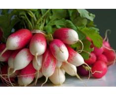 GEOPONICS 50 -: Rote Ritter XR3 Hybrid Glocke Pfeffer- Schwere TrÃ¤ger und so gut! Geben Sie Schiff !!