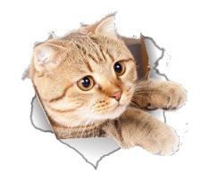 EROSPA® 3D Katze/Cat Wand-Aufkleber Fenster Wandtattoo - Sticker - Wohndeko - 22 x 21 cm