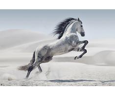 Pferde - Grauschimmel - Natur Poster Foto Pferde - Grösse 91,5x61 cm