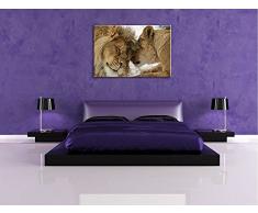 Kuschelnde Löwen Format: 120x80 cm auf Leinwand, XXL riesige Bilder fertig gerahmt mit Keilrahmen