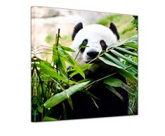 Wandbild - Pandabär - Bild auf Leinwand - 40 x 40 cm - Leinwandbilder - Bilder als Leinwanddruck - Tierwelten - Wildtiere - bedrohte Tiere - China