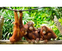 FORWALL Fototapete Vlies - Tapete Moderne Wanddeko Orangutans im Dschungel VEXXL (312cm. x 219cm.) AMF10230VEXXL Wandtapete Design Tapete Wohnzimmer Schlafzimmer