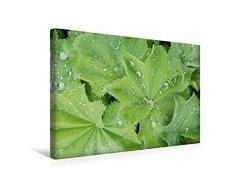 Calvendo Premium Textil-Leinwand 45 cm x 30 cm quer, Frauenmantel | Wandbild, Bild auf Keilrahmen, Fertigbild auf echter Leinwand, Leinwanddruck Natur Natur