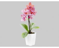 Fenstersticker Pinke Orchideen B x H: 13cm x 30cm von Klebefieber®