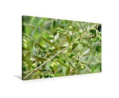 Calvendo Premium Textil-Leinwand 90 cm x 60 cm quer, Olivenzweig | Wandbild, Bild auf Keilrahmen, Fertigbild auf echter Leinwand, Leinwanddruck Natur Natur