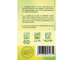 Sonnenhut, Leuchtstern