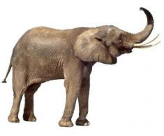 Wandtattoo No.284 Trompetender Elefant I Afrika Elefant Grau Groß Tier