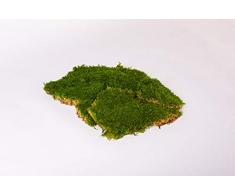 Premium Flachmoos Moosplatten konserviert ausgesuchtes echtes haltbares echtes Moos für die Dekoration kaufen Prime Osterdeko Moss Deko Dekoration für Gestecke Frühlingsdeko Moosbilder