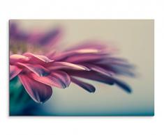 Paul Sinus Art Kunstfoto auf Leinwand 60x40cm Naturfotografie – Gerbera Blumen Nahaufnahme auf Leinwand Exklusives Wandbild Moderne Fotografie für Ihre Wand in Vielen Größen