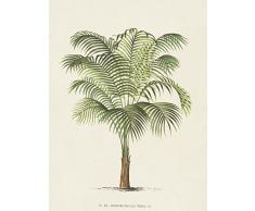 Artland Poster oder Leinwand-Bild fertig aufgespannt auf Keilrahmen mit Motiv Unknown Palme II Botanik Pflanzen Illustration Creme