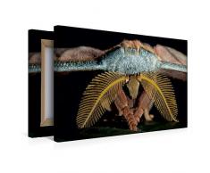 Premium Textil-Leinwand 45 x 30 cm Quer-Format Tussaspinner Antheraea mylitta, Asien | Wandbild, HD-Bild auf Keilrahmen, Fertigbild auf hochwertigem Vlies, Leinwanddruck von Armin Maywald