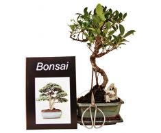 Bonsai Geschenkset Anfänger-Set Banjan Feige (Ficus), ca. 7 Jahre, ca. 30 cm hoch inkl. Schere und Keramikfigur (handgeformt)