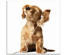 Artland Glasbilder Wandbild Glas Bild einteilig 20x20 cm Quadratisch Hund Tiere Musik Dackel Welpen Lustig T5QE
